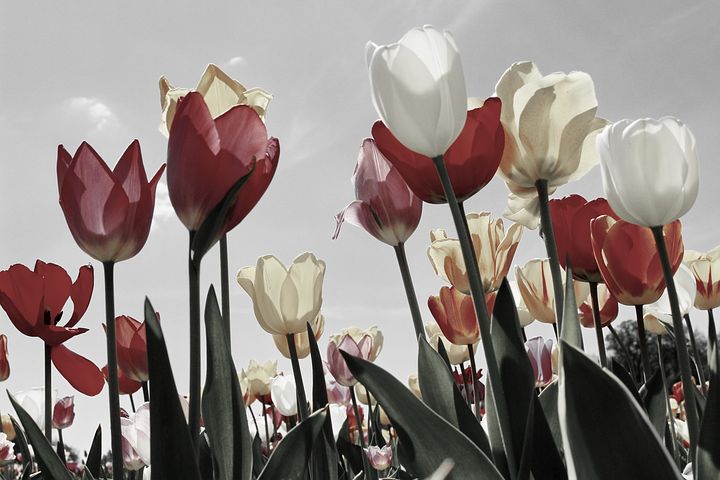 Tulipes, symboles du néerlandais
